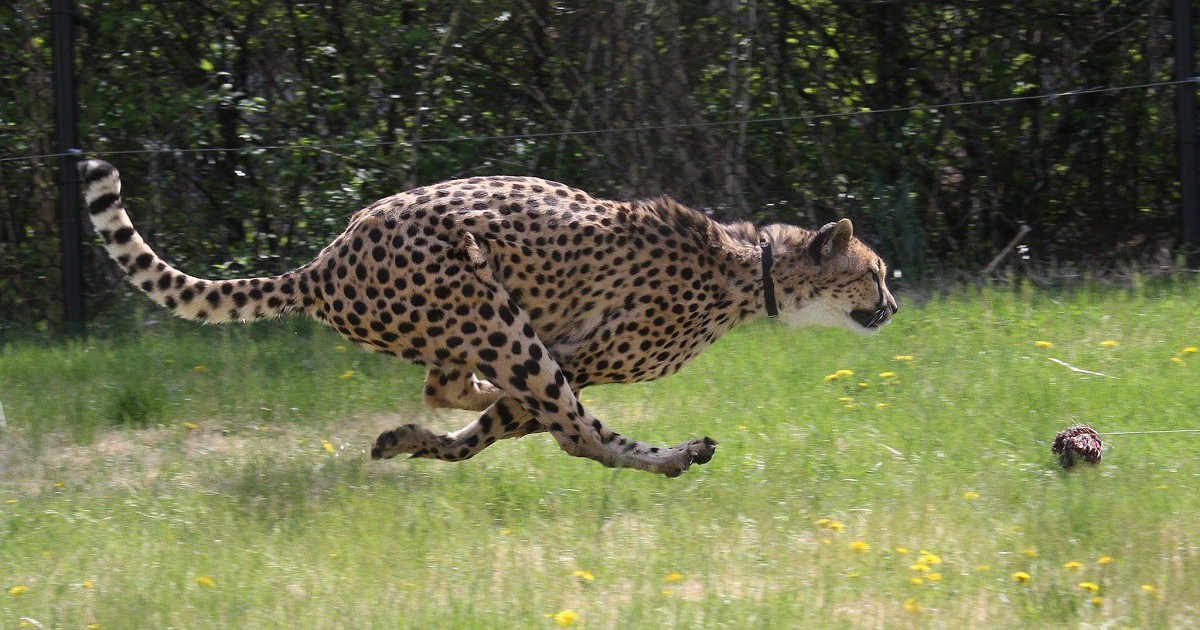 Cheetahs race greyhounds, sometimes - Full Fact