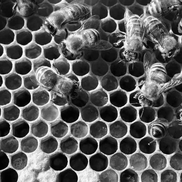 Bees, neonicotinoids and the EU