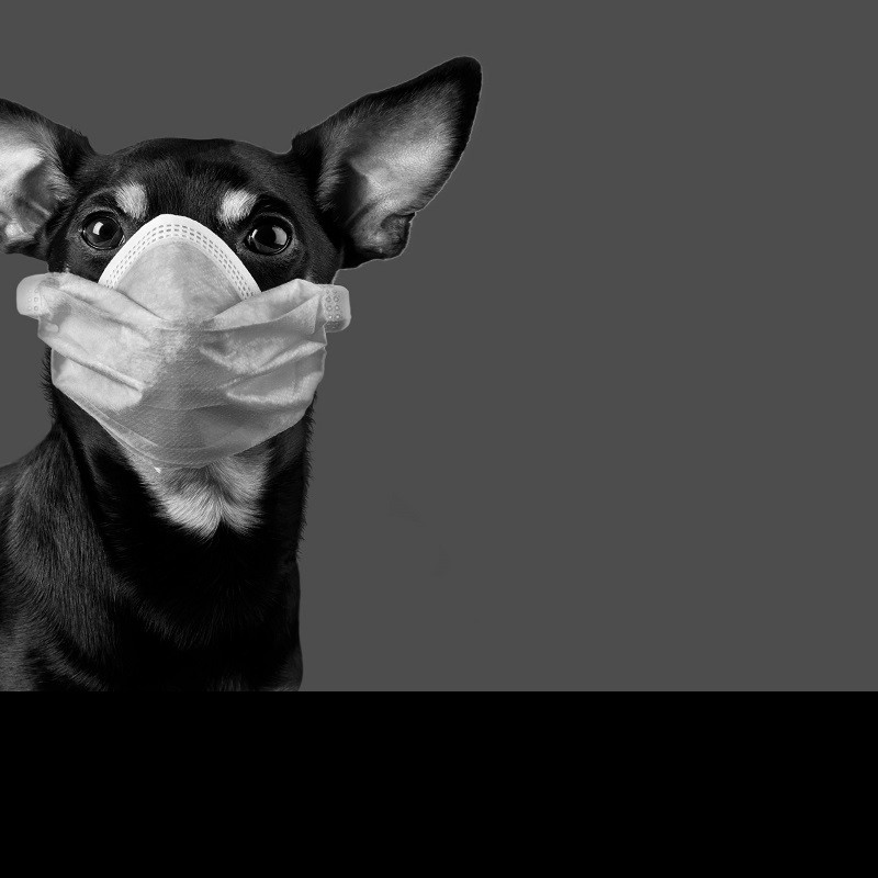 Research suggesting increased Covid-19 risk for dog-owners may be barking up the wrong tree