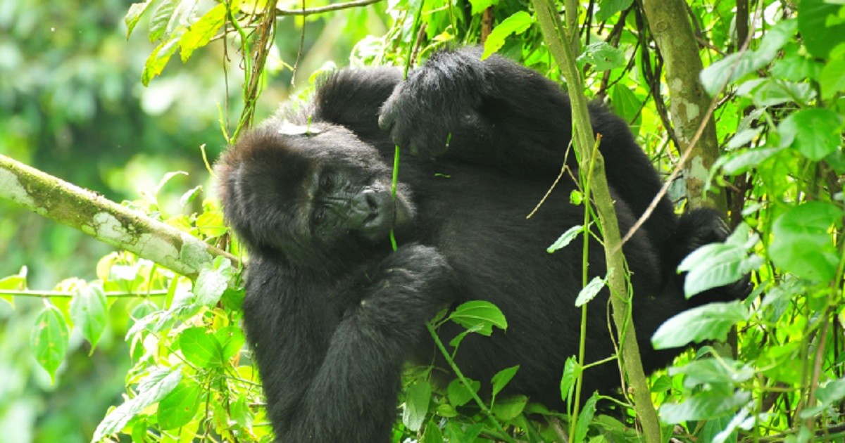 Gorillas’ diet doesn’t mean protein does not exist – Full Fact