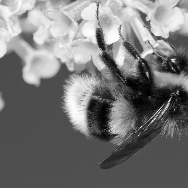 Not all bumblebees are endangered