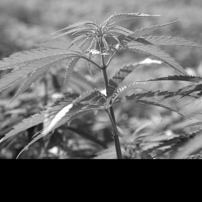 Cannabis kids: are more under-18s being prosecuted for supplying the drug?