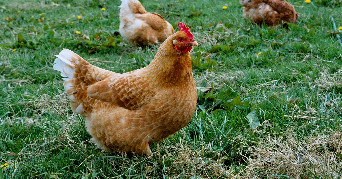 France has not banned halal slaughter ahead of Ramadan Full Fact