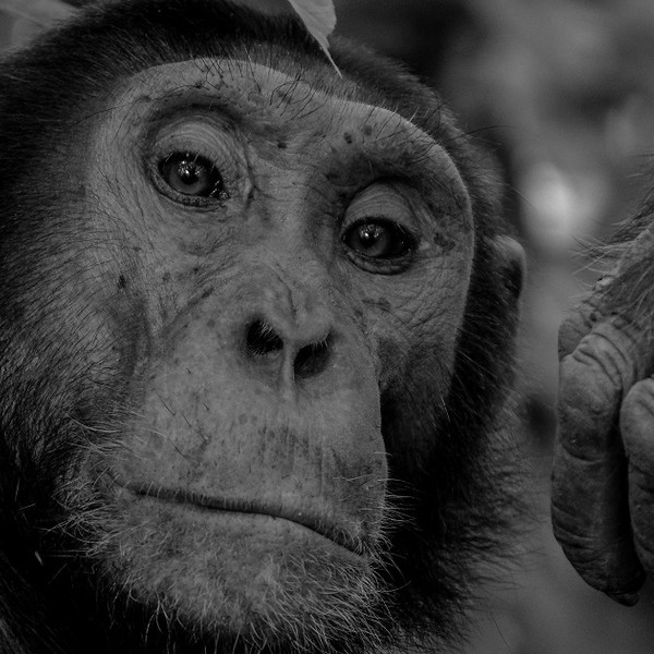 Modified chimpanzee virus in AstraZeneca vaccine isn’t linked to monkeypox