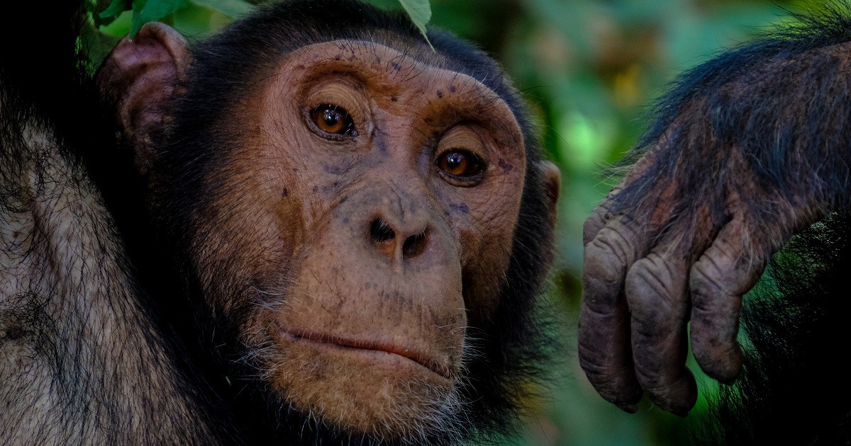 chimpanzee adenovirus