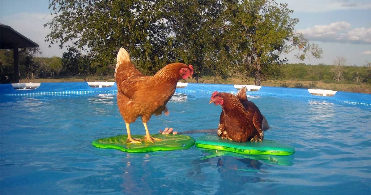 Does the EU say it's safe to eat chicken rinsed in chlorine? Full Fact