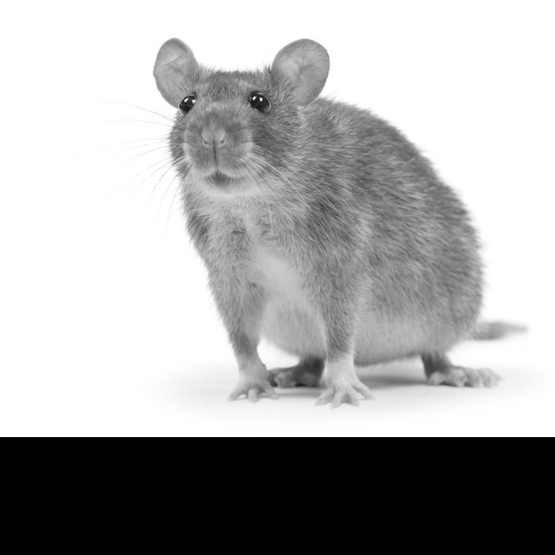 A surprisingly large rat is really just surprisingly close