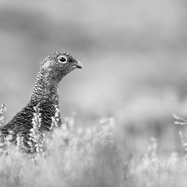 Does the government subsidise grouse shooting?