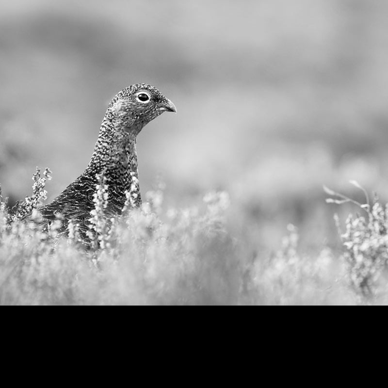 Does the government subsidise grouse shooting?