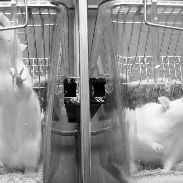 Covid-19 vaccines passed animal trials