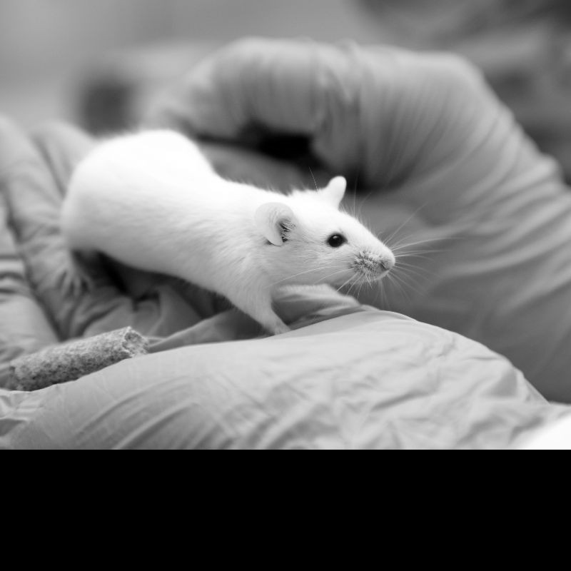 Covid-19 vaccine did not kill every animal it was tested on