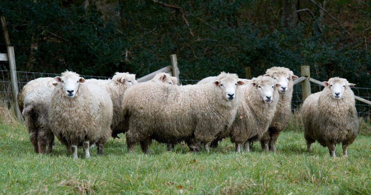 Some farmers dye their sheep, but a photo of a neon flock has been ...