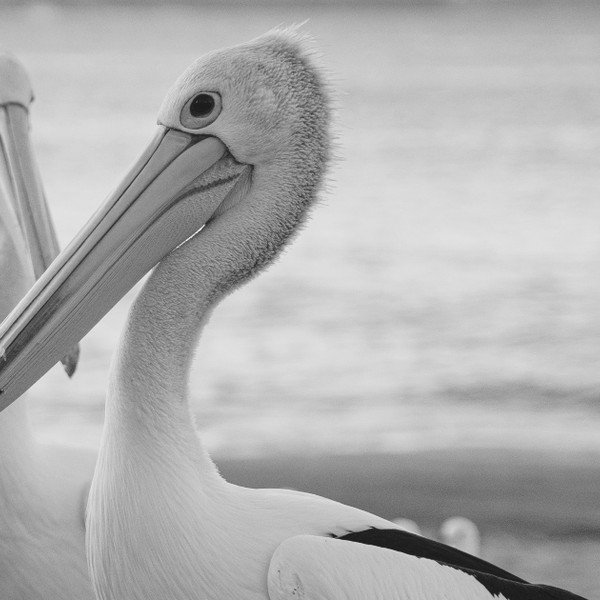Pelicans don’t push their spines out of their mouths to cool down