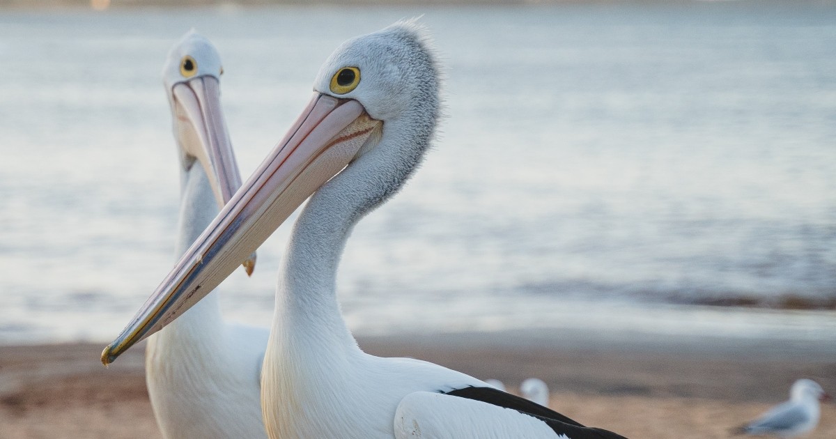 Pelicans don't push their spines out of their mouths to cool down