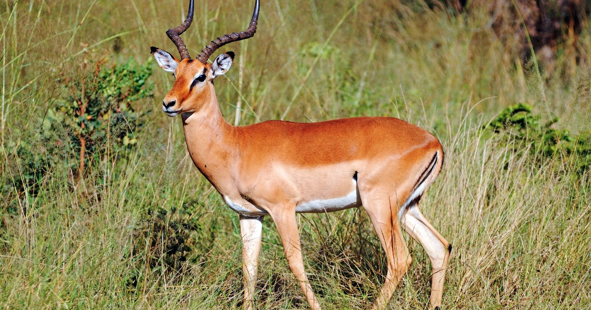 Viral impala picture is not a maternal sacrifice - Full Fact