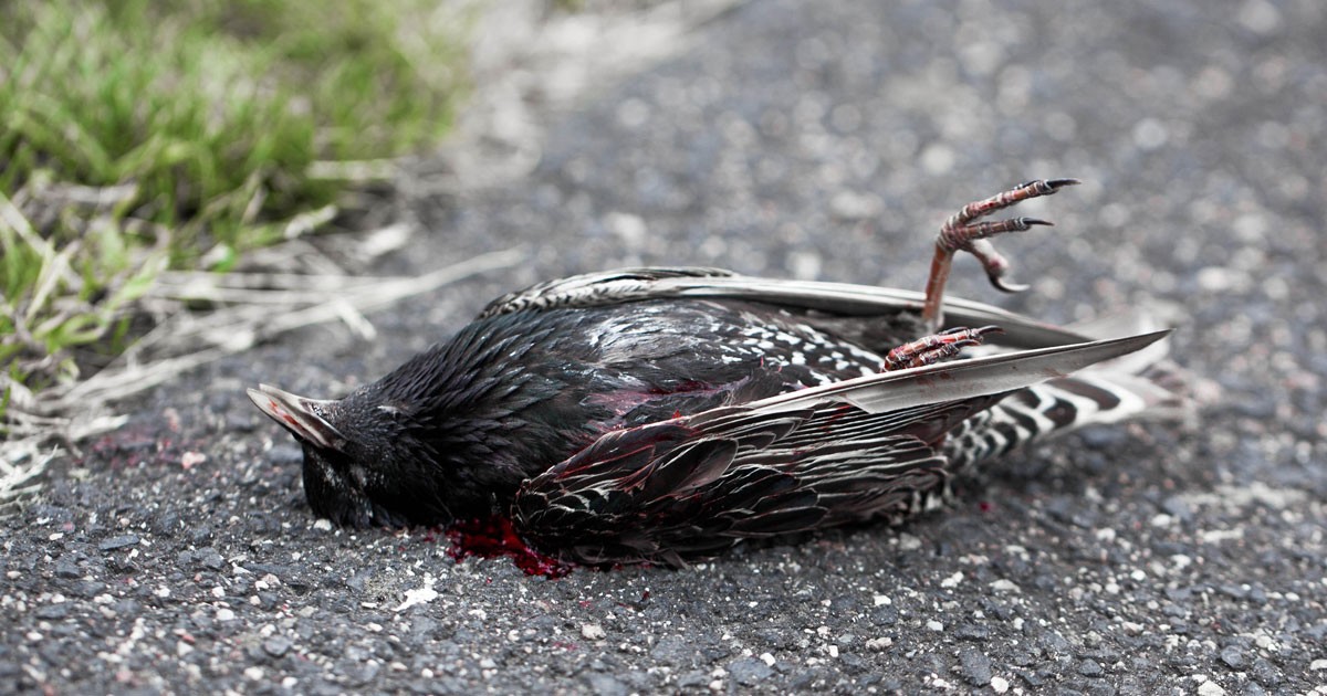 Hundreds of birds were found dead in the Netherlands but it had nothing to  do with 5G - Full Fact