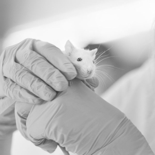 Covid-19 vaccines passed animal trials