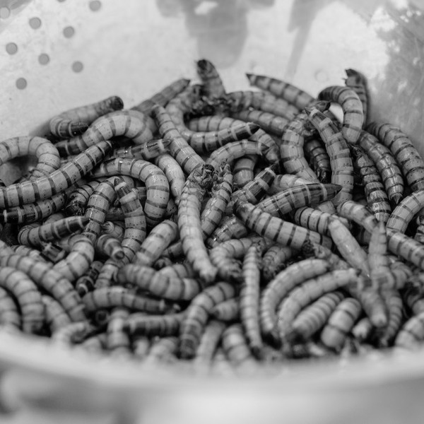 Eating bugs hasn’t been shown to cause cancer or lung disease