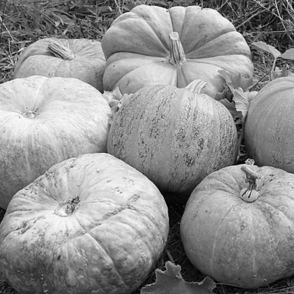 Experts warn against ‘recycling’ Halloween pumpkins in woodlands