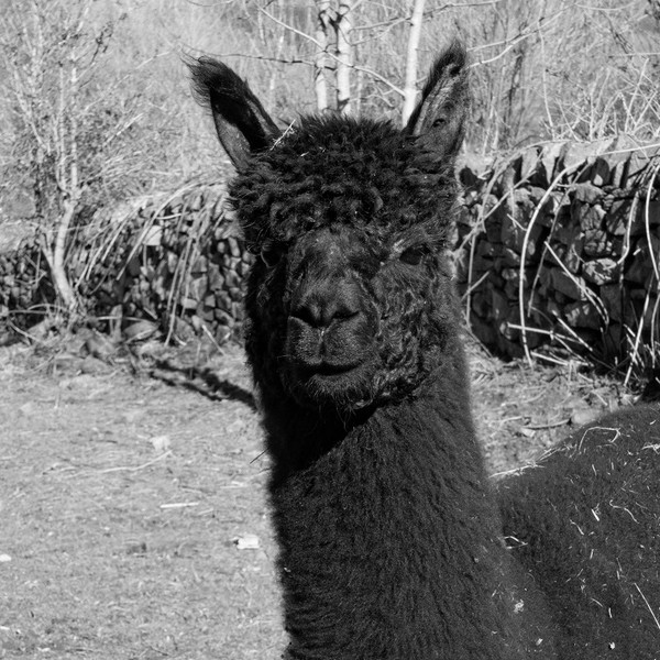 Why it’s unlikely Geronimo the alpaca’s TB test gave a false positive