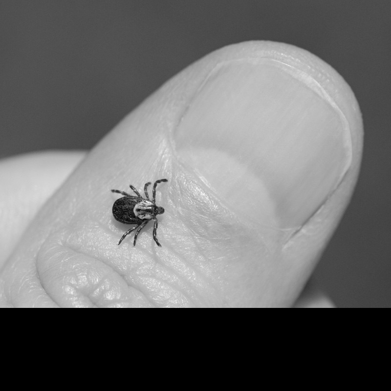 Don’t use washing up liquid to remove ticks