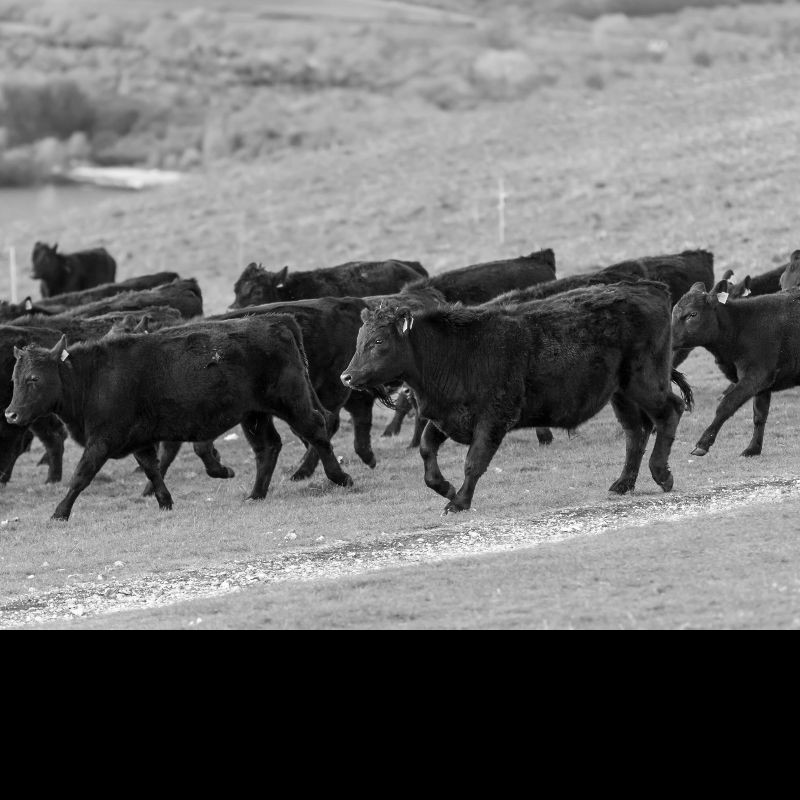 The chance of being killed by a cow and other AstraZeneca vaccine risk comparisons explained