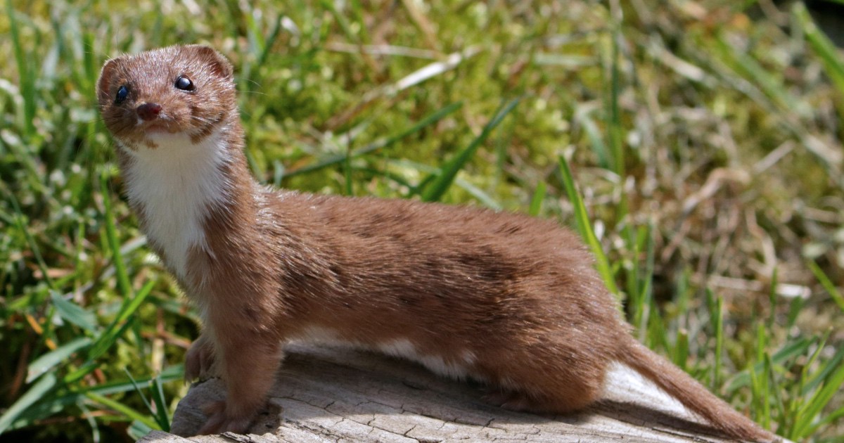 A Weasel Did Take A Ride On A Woodpecker - Full Fact