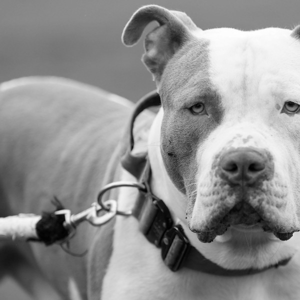 Will the XL Bully ban affect other dogs too?