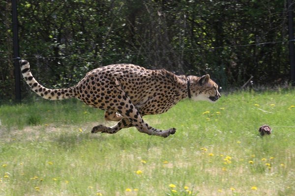 2048px-cheetah_run.jpg