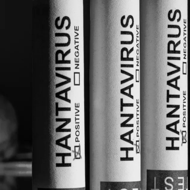 An illustrative image showing a rat and vials being tested for hantavirus.