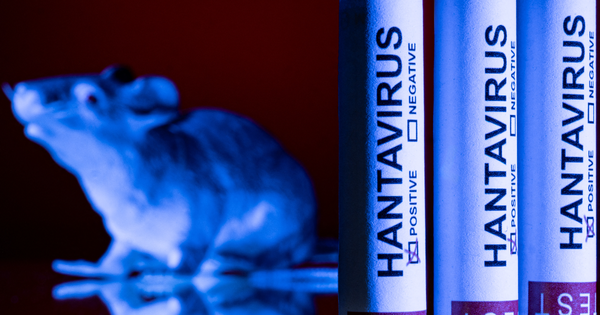 An illustrative image showing a rat and vials being tested for hantavirus.