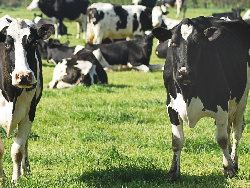 A herd of cows in a field