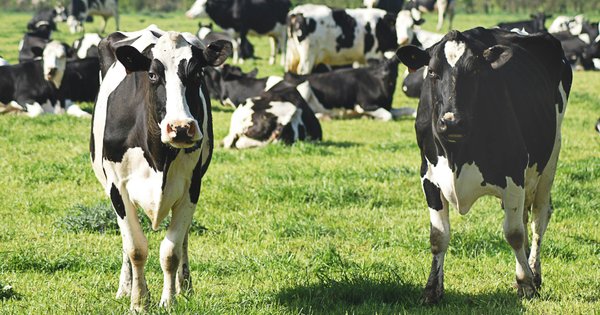 A herd of cows in a field