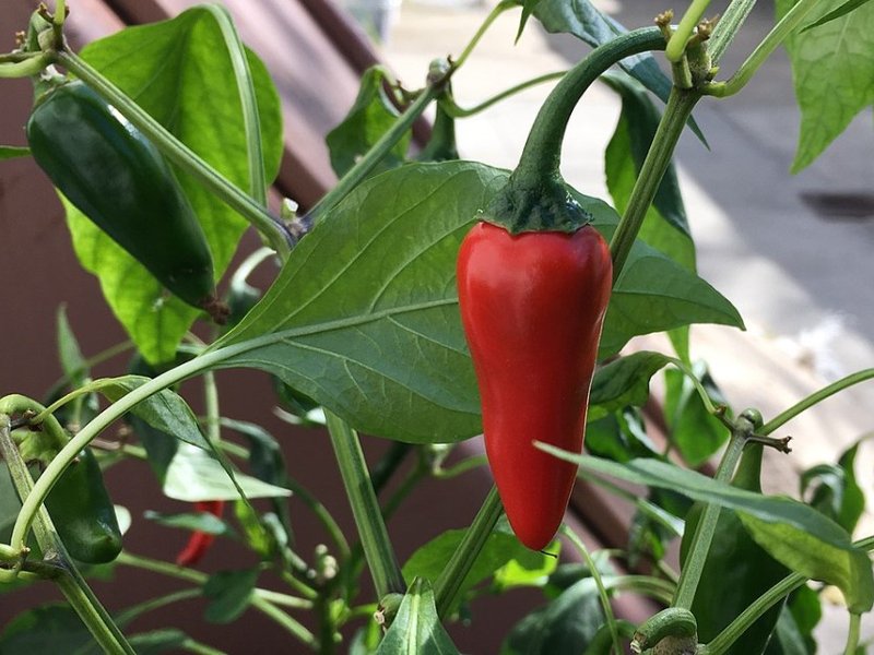 a_fat_red_cayenne_pepper.jpg