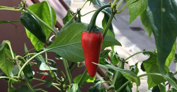 a_fat_red_cayenne_pepper.jpg