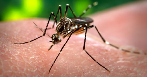 aedes_aegypti_cdc-gathany-fotor-20230703162144.png