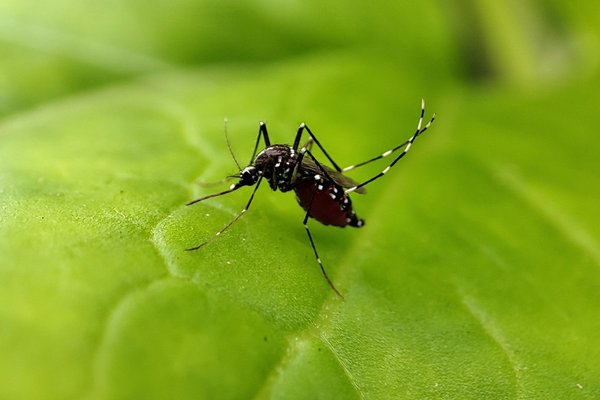 aedes_aegypti_on_leaf1.jpg