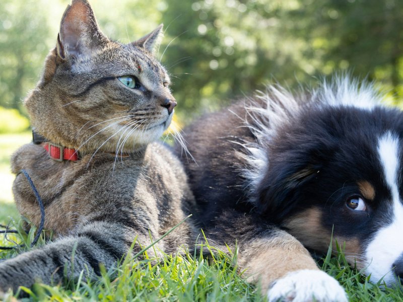 A dog and a cat lying in the grass