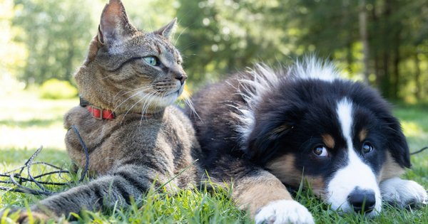 A dog and a cat lying in the grass