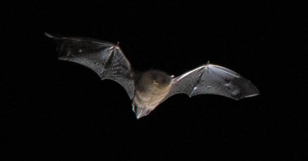 bat_resized.jpg