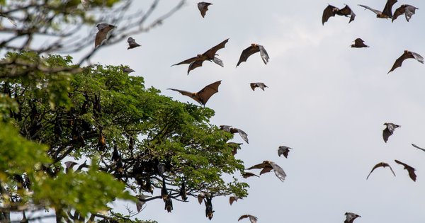 bats_edited.jpg