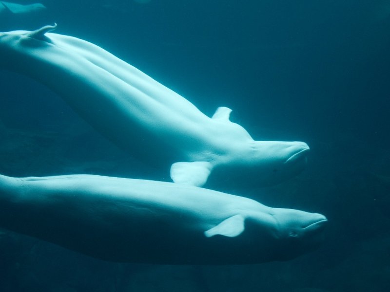 Two beluga whales swimming under water