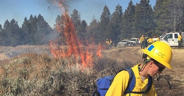bighorn_national_forest-cropped_1.jpg