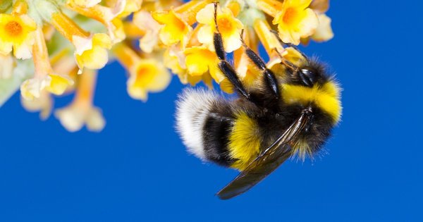 bumblebee.jpg