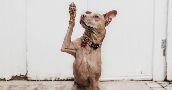 camylla-battani-aoqggaqrlpu-unsplash.jpg