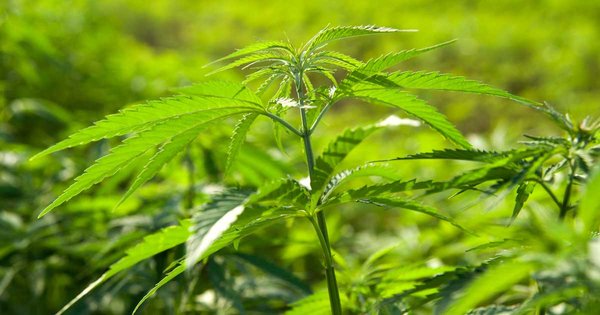 cannabis-image-04-10-2018.jpg