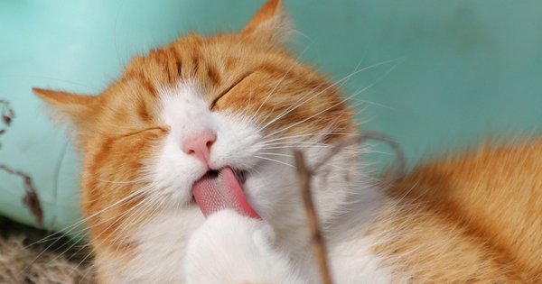 cat-323262_1280_1.jpg