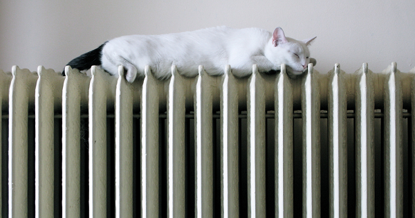 cat_on_radiator_featured.png