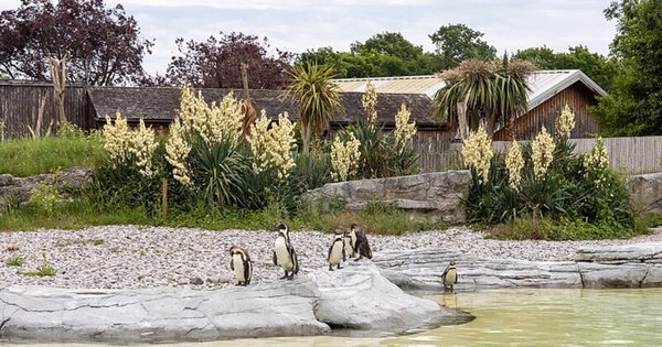 chester_zoo-_cropped.jpg