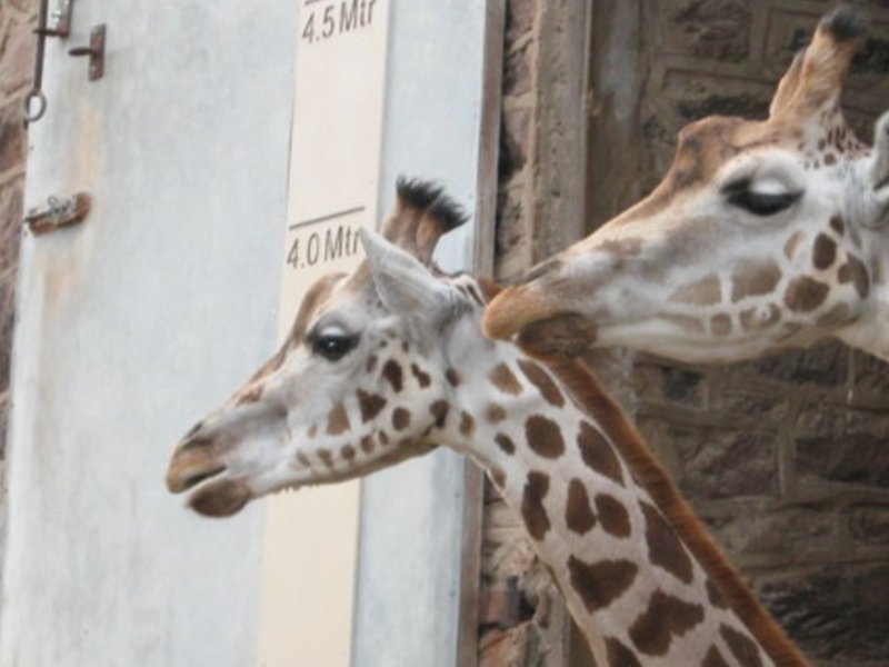 chester_zoo-cropped.jpg